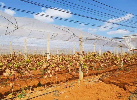 農業種植搭建用鋼絲